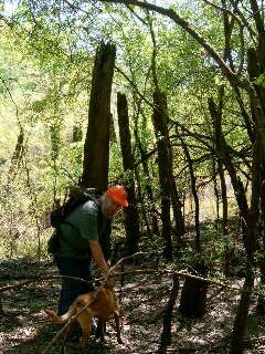 Northern edge of the big thicket. Click for full size photo.