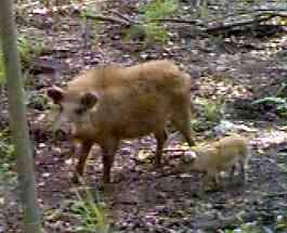 Ear-marked sow and unmarked piglet.